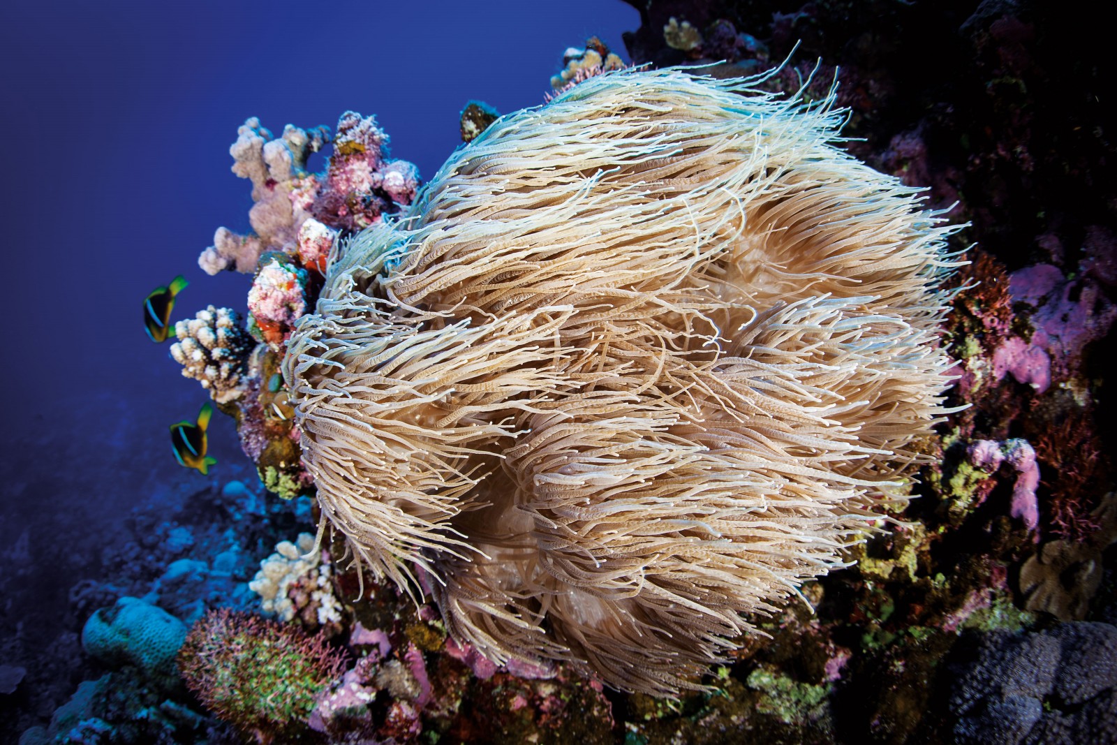 Beneath the surface, Minerva Reef is festooned with life. Here a sea anemone Heteractis crispa sways in the current, replete with a pair of attendant Clark’s anemonefish (Amphiprion clarkii) in the background. The fish help to attract prey within range of the anemone’s tentacles, and defend it from tentacle-eating predators, such as butterflyfish. In return the anemonefish live in the protection of the billowing tentacles, immunised from the stings by a coat of mucus.