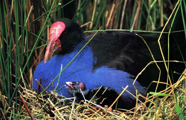 Pukeko-the indomitable swamphen - Vimarsana News