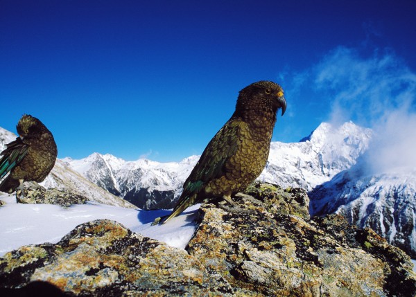 52_ArthursPass_19 Kea, kings of the mountains, are safest when they remain aloof from humans. Despite signs discouraging the practice, many visitors still feed the insatiably delinquent birds, which are dying from bad diets. The army makes regular use of the national park's mountains for terrain training exercises.