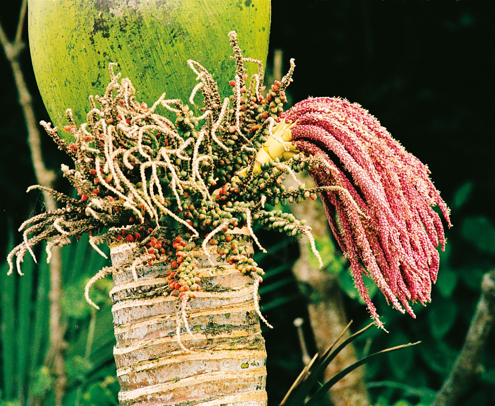 Nikau the Kiwi palm New Zealand Geographic