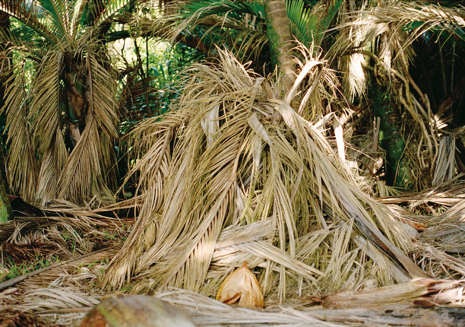 Nikau the Kiwi palm New Zealand Geographic
