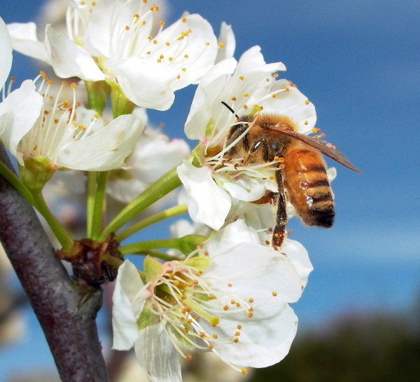 Bees New Zealand Geographic