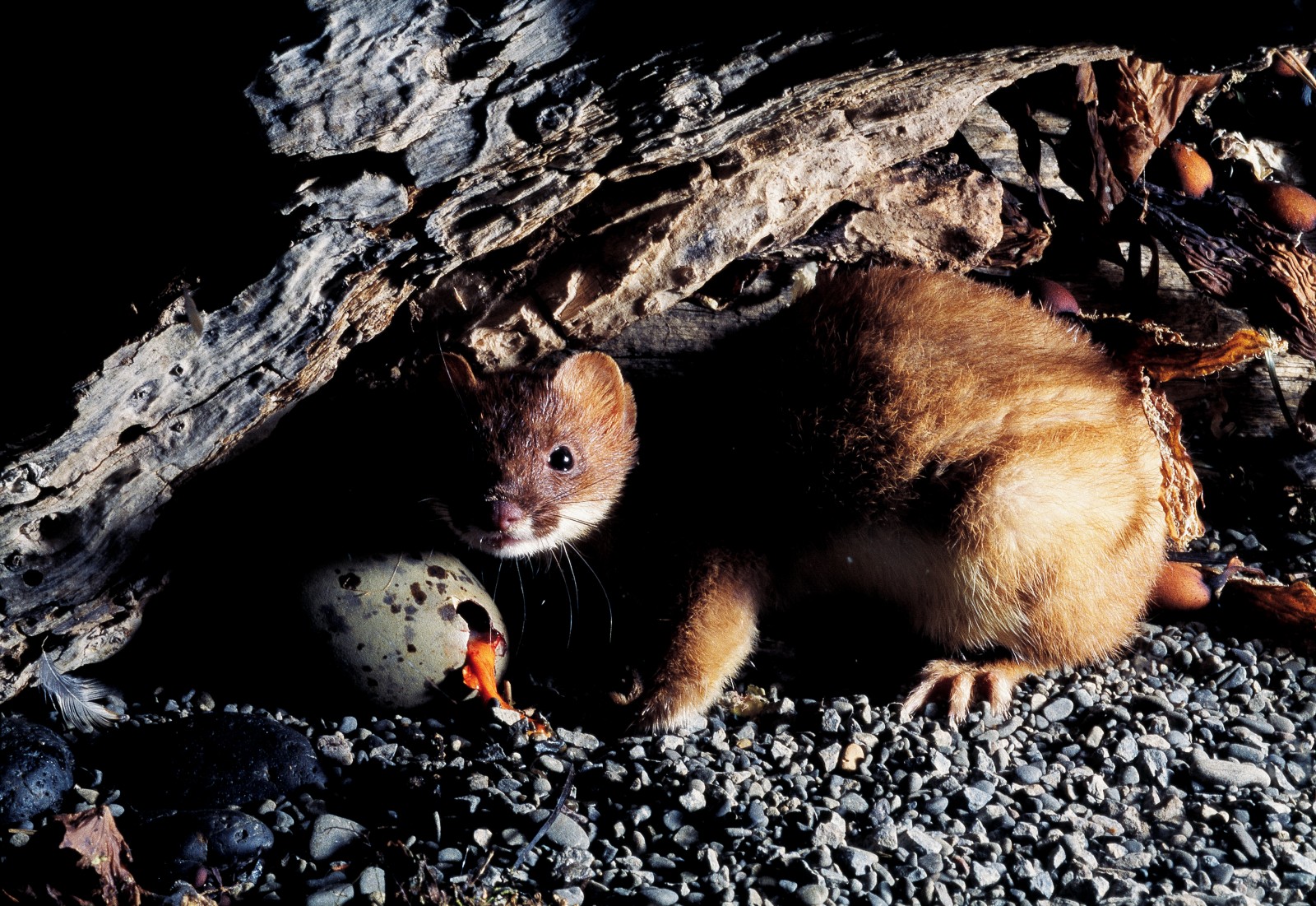 While stoats predation stops many chicks even making it to hatching, the carcases of adult birds often bear the marks of stoat teeth.