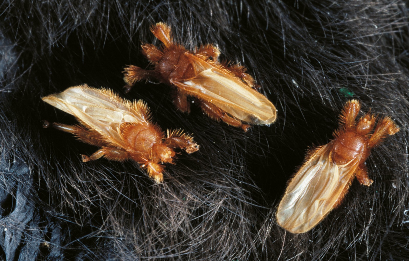 Batfly New Zealand Geographic