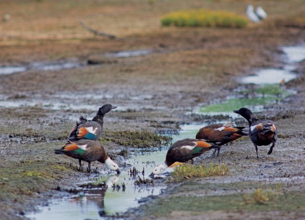 82_Wetland_05 Among the first birds to take to the new mudflats were paradise shelducks—ironically, a species which commonly feeds on pasture grasses.