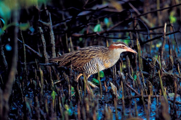 82_Wetland_07 Banded rails