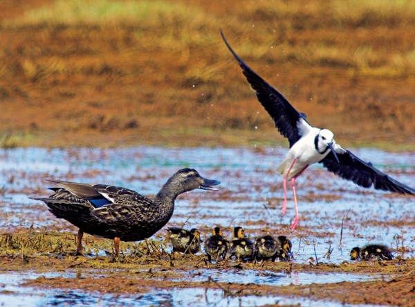 82_Wetland_08 Not all coexisted happily. For instance, once they started breeding, the pied stilts became very aggressive towards other encroaching birds, such as this family of mallards.