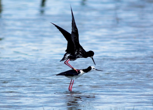 82_Wetland_16 The rare black stilt—actually a hybrid with the common pied species as evidenced by its patches of white—made some unsuccessful attempts to spread its genes more widely