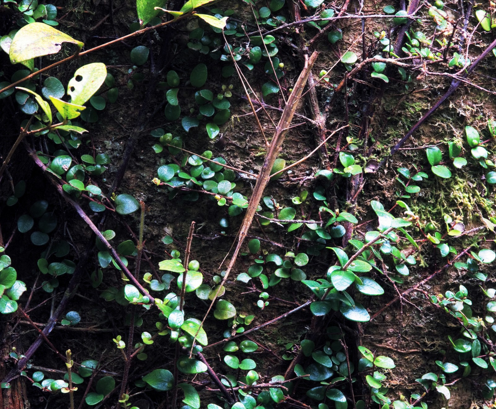 While stick insects are superbly camouflaged in their natural surroundings, for unknown reasons they regularly forsake vegetation for the risky open spaces of man-made structures.