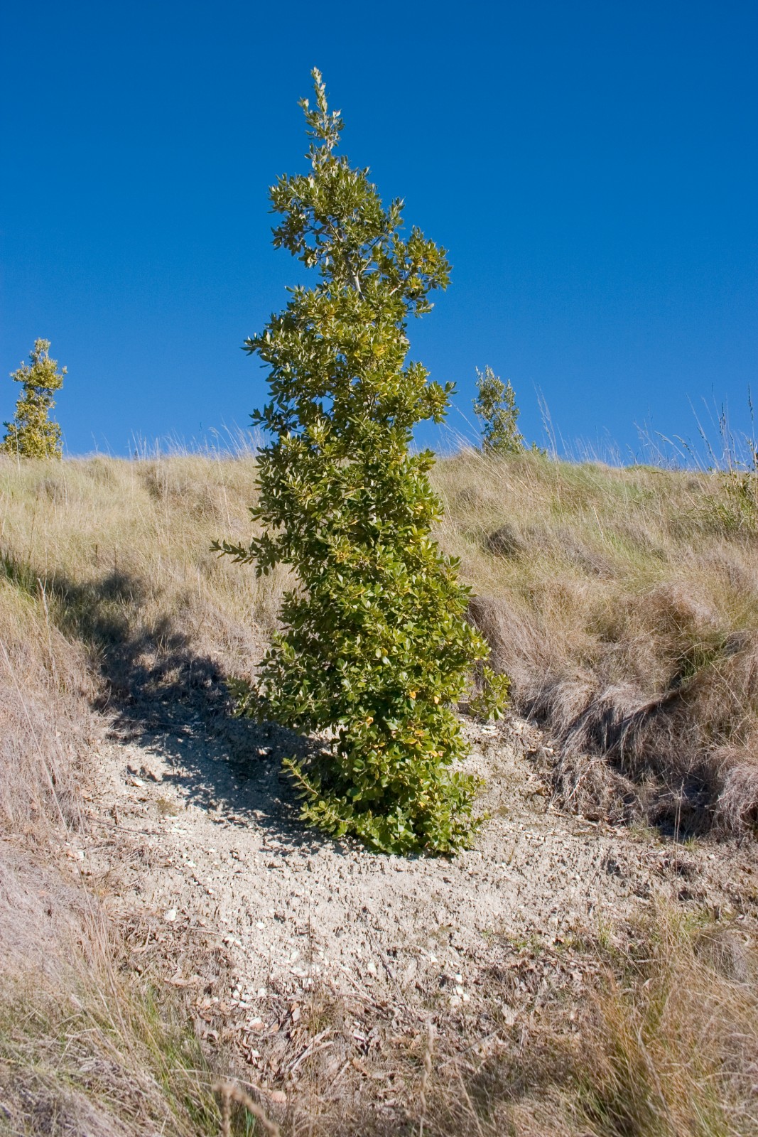Truffles New Zealand Geographic