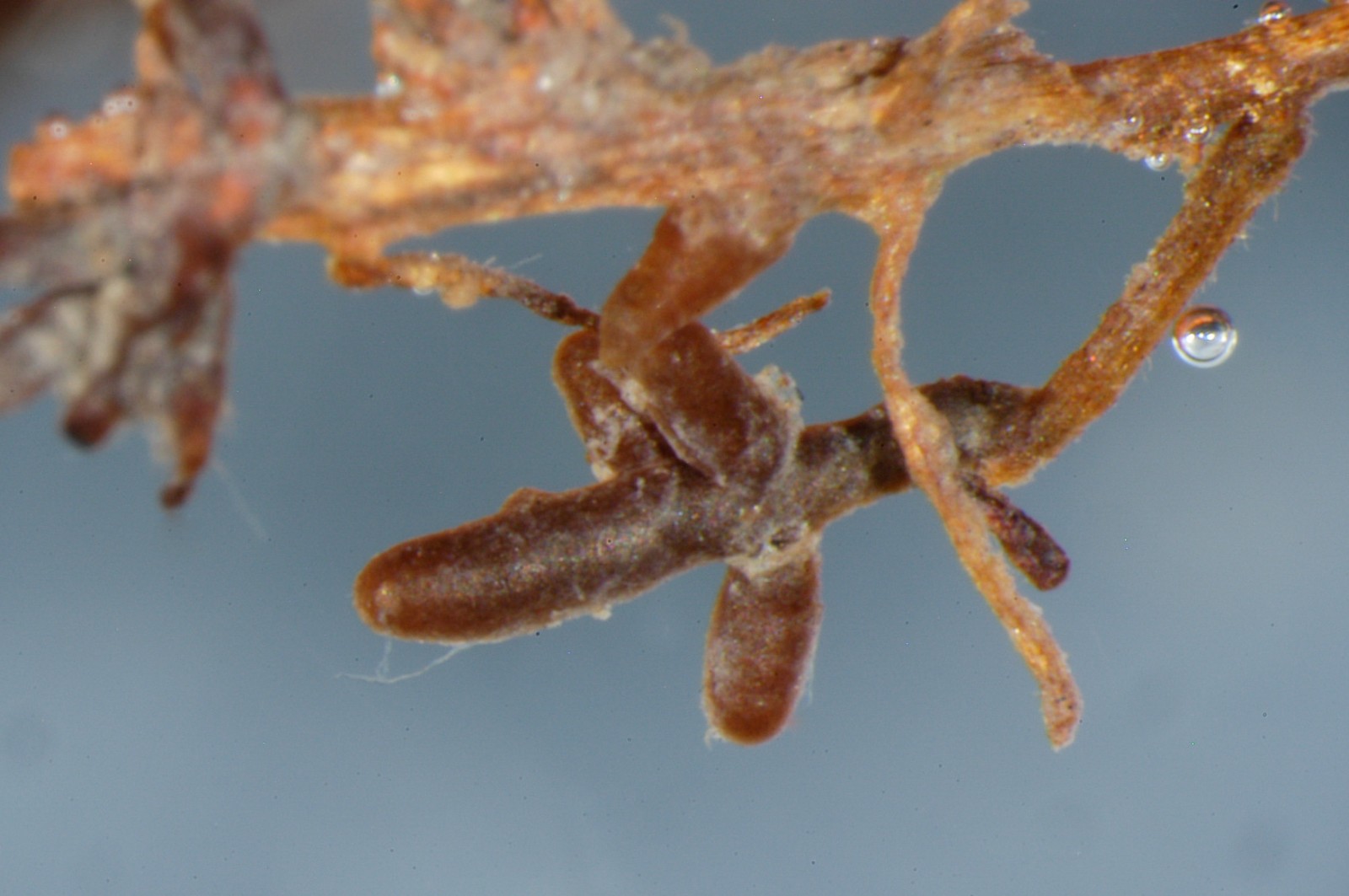 Truffles New Zealand Geographic