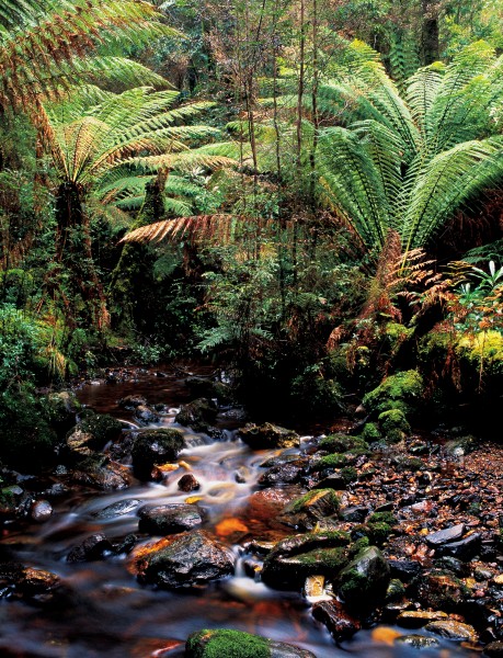 A tannin-stained rivulet trickling through groves of tree fern could be Anywhere, New Zealand, but this is Guthrie Creek, in the Tarkine.