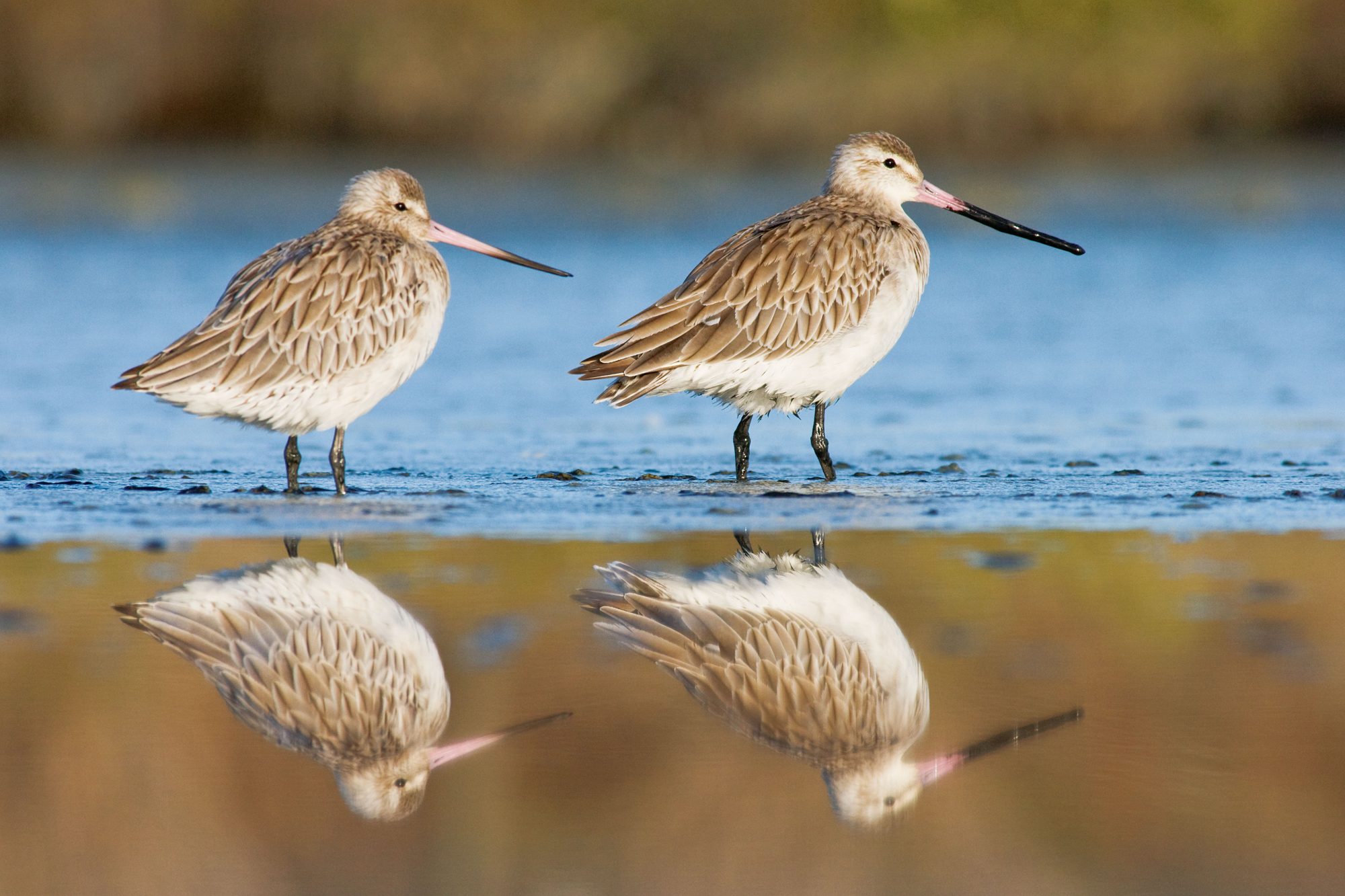 Bar Tailed Godwit Migration Bar Tailed Godwit Migration