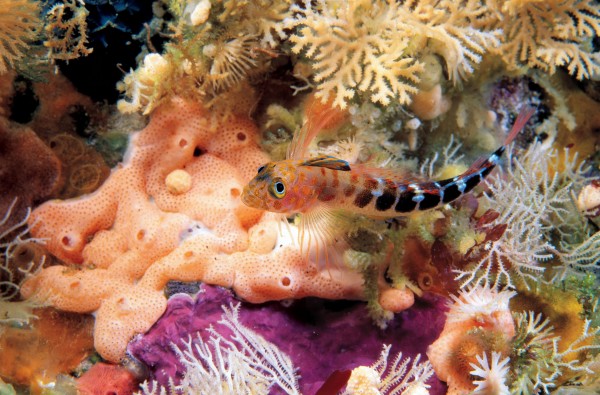 Triplefins | New Zealand Geographic - Vimarsana News
