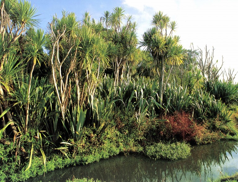 Why are the cabbage trees dying? New Zealand Geographic