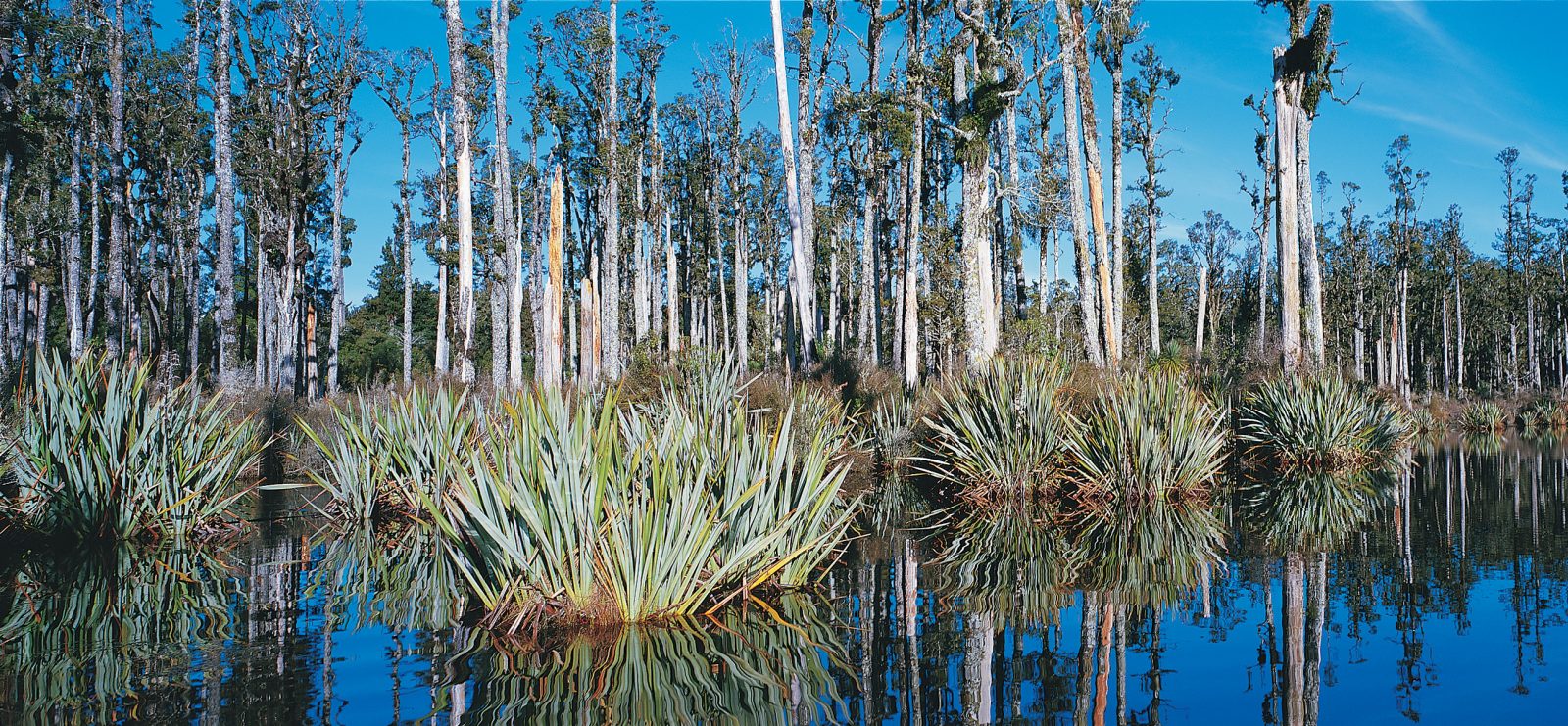 Flax the enduring fibre New Zealand Geographic