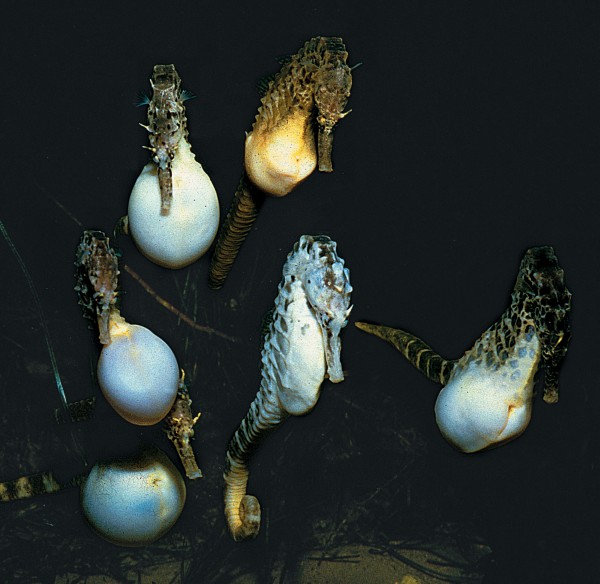 43_Seahorse_body09