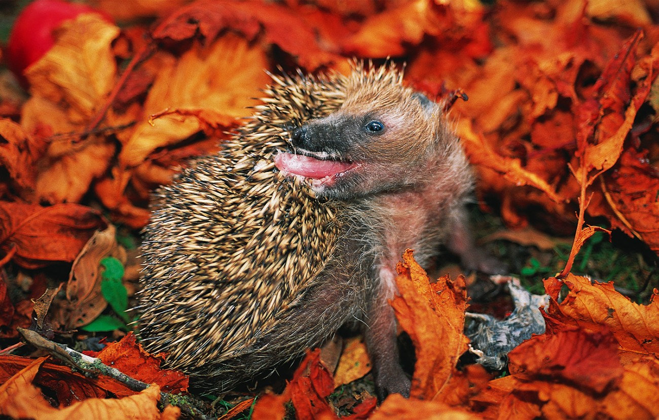 For the love of hedgehogs New Zealand Geographic