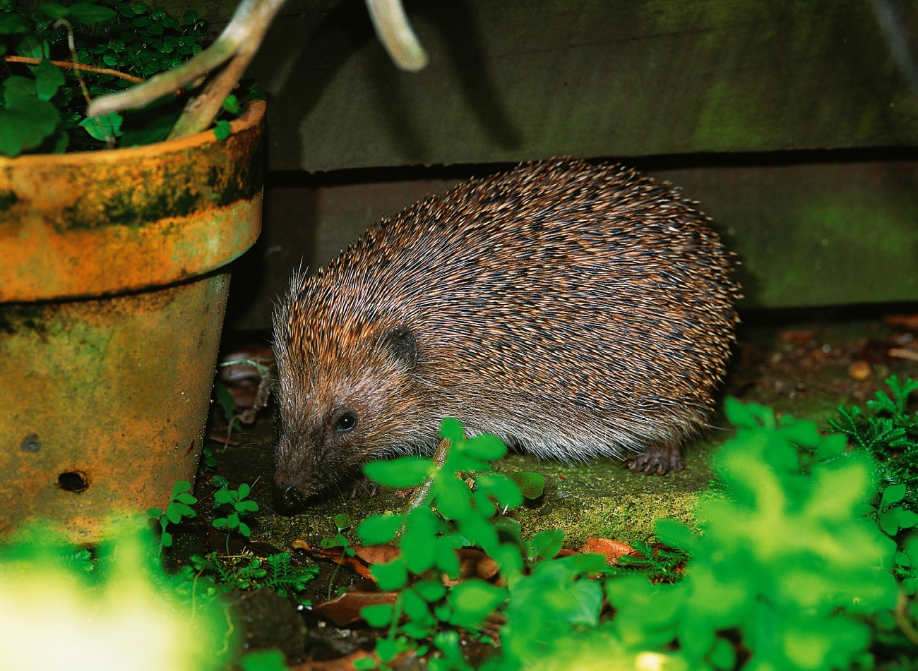 For the love of hedgehogs New Zealand Geographic
