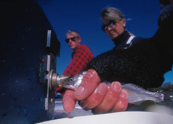51_Waitaki_08 A salmon smolt has a 1mm coded tag inserted by machine before it is released into the Waitaki. A fin is clipped to indicate the tag, and anglers return heads from marked fish along with length and weight information to fisheries scientists. Such gleanings provide insights into growth rates, survival and movements of wild fish.