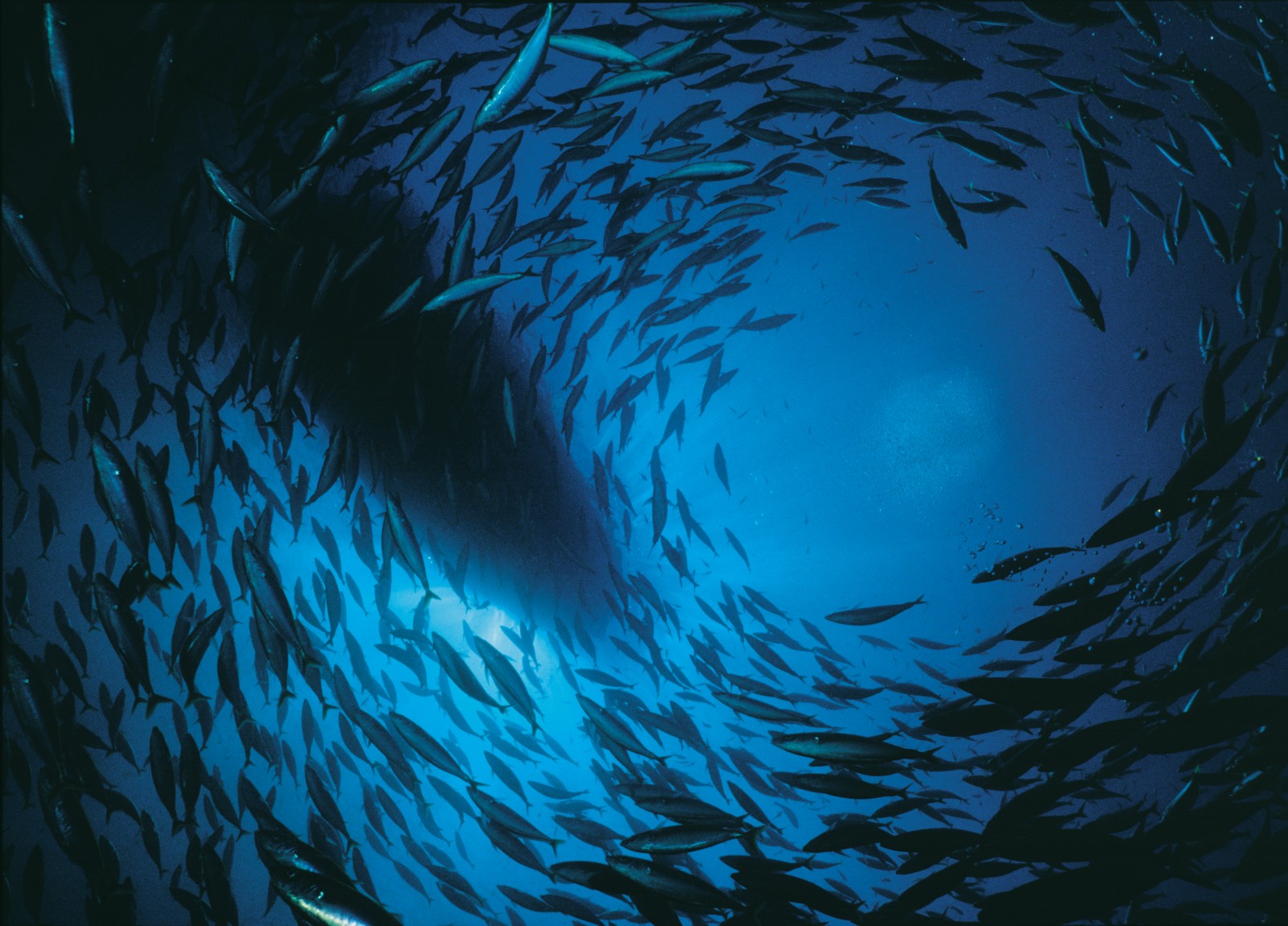 A shoal of mackerel circles a column of bubble from the author's scuba gear during a dive near the Alderman Islands. The water visibility can reach 30 metres around offshore islands in the Bay of Plenty-sufficient clarity so that the shadow of the dive boat is clearly visible here, even though the diver is 10 metres down.