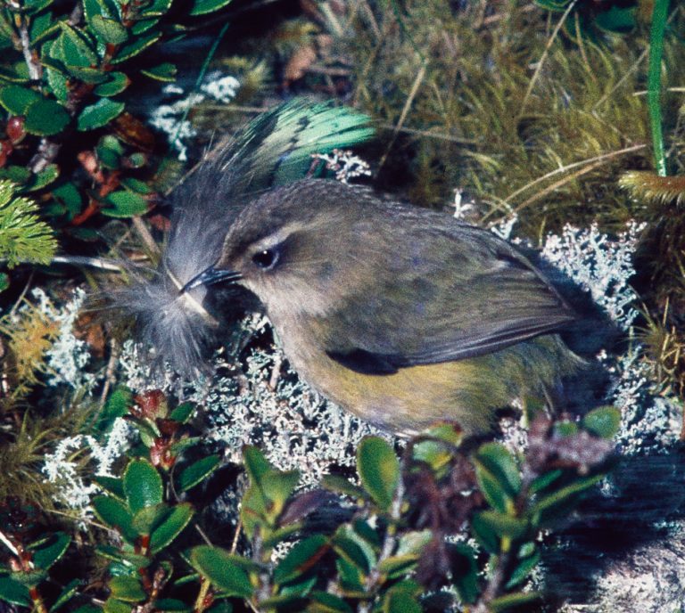 The also wren New Zealand Geographic