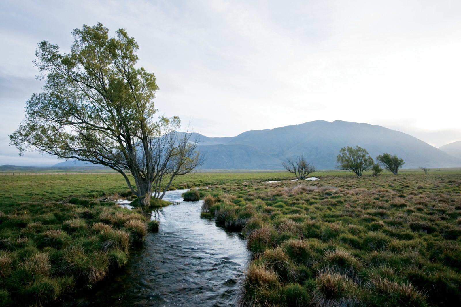 Wetlands New Zealand Geographic