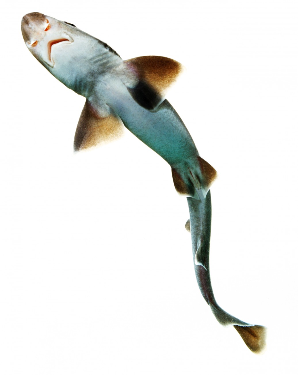 Shark’s Eye View | New Zealand Geographic