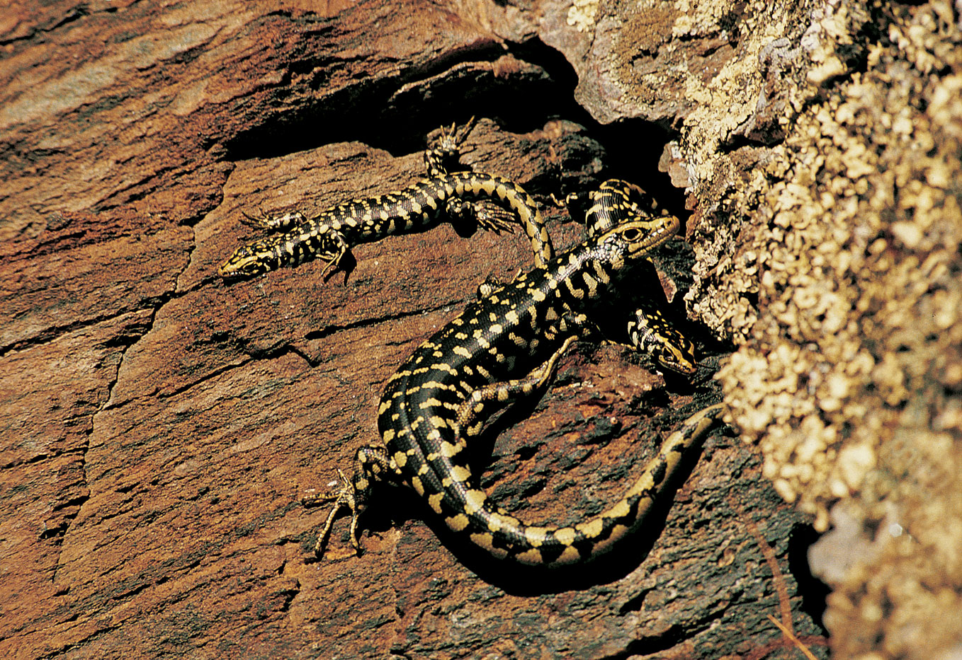 Leaping with lizards New Zealand Geographic