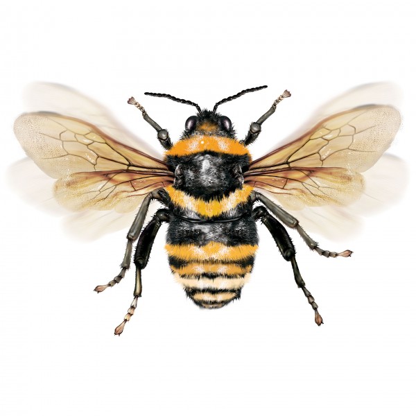 Good to bee back New Zealand Geographic