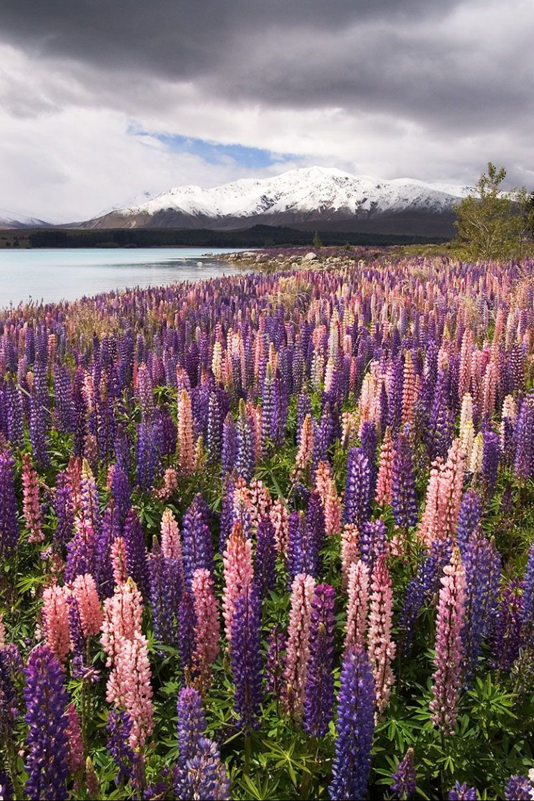 War of the lupins New Zealand Geographic