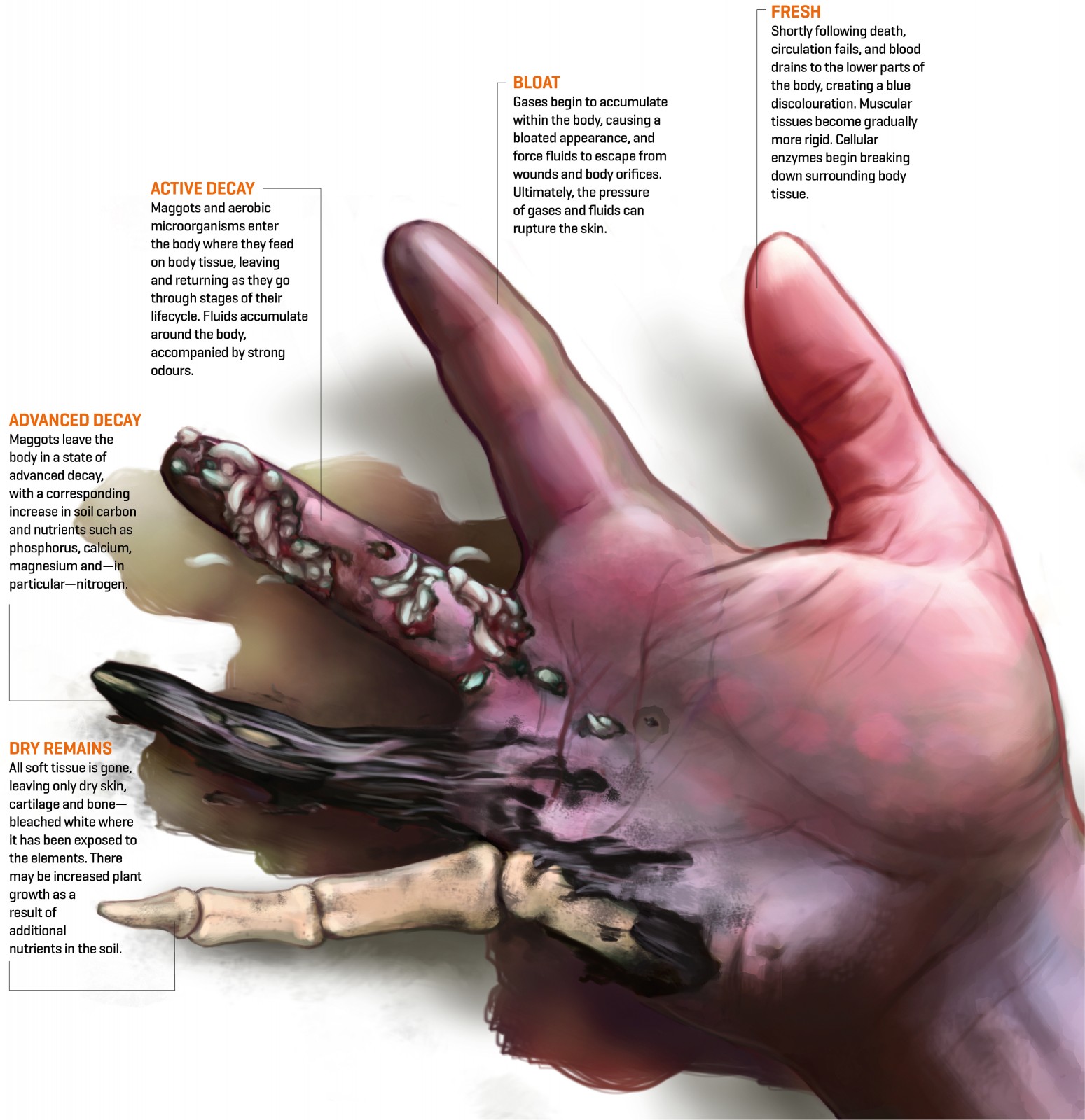 stages of decaying human body