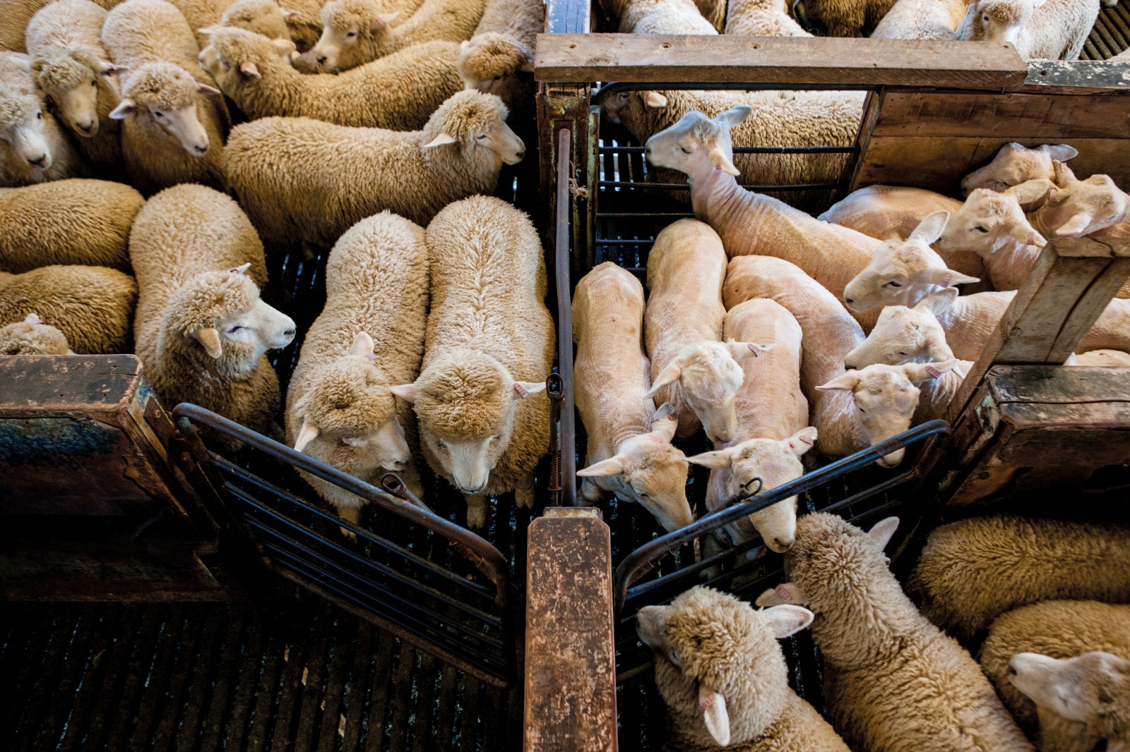 Ram lambs at Richard Brown’s farm in Feilding are in varying stages of undress. Brown once had visitors from overseas who believed that sheep had to be killed to remove their wool, and were pleasantly surprised to find otherwise. Shearing is done in the heat of summer for a number of reasons—the warmth makes the skin of the sheep more relaxed making the shearing easier, and it also relieves the sheep of their winter jersey so they are cooler during the hottest part of the year. 