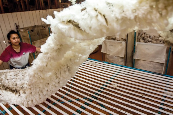 A wool handler throws a merino fleece at the woolshed on Otematata Station. Because of the finer fibres of the merino breed, the fleece is denser and hangs together like a garment. The handling of merino is more labour intensive because of its higher value and the need to sort and grade it into differing specifications. The New Zealand Merino Company has built up a business model based around supply contracts, where end-customers buy at a set price over an agreed period. 