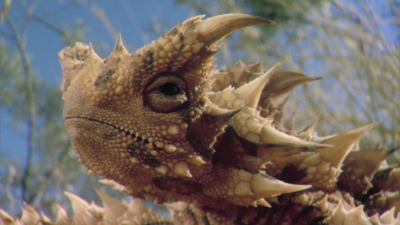 Планета мутантов сериал. Энимал планет планета мутантов. Планета мутантов. Планета мутантов сериал. Планета мутантов сериал.