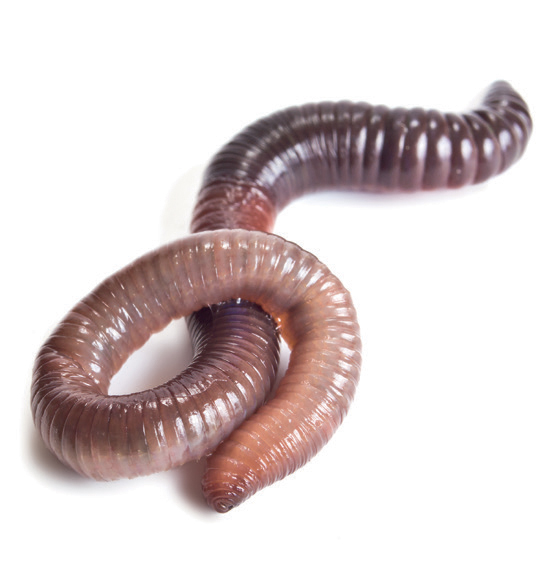 EENY-532/IN946: Earthworm, suborder Crassiclitellata, cohort