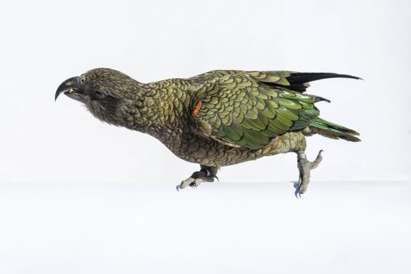 Birds of play - Vimarsana News