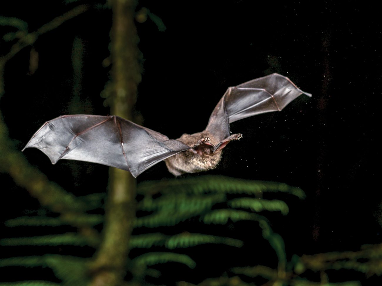 Bat signals New Zealand Geographic