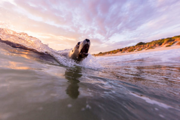 The sea lions next door - Vimarsana News