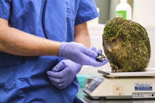 When birds get sick - Vimarsana News