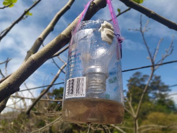 Sep 30: Make a wasp trap