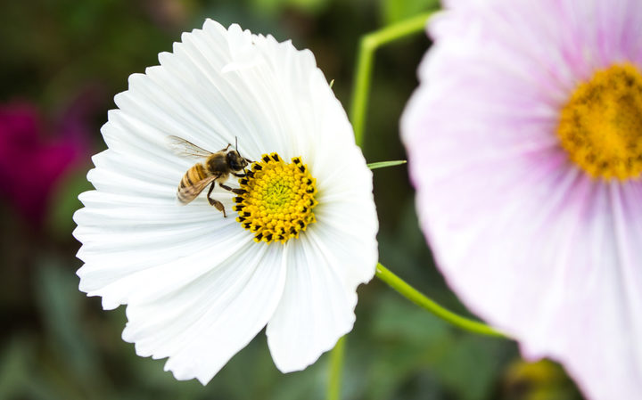 Bee initiative creates hive of activity around environmental education ...