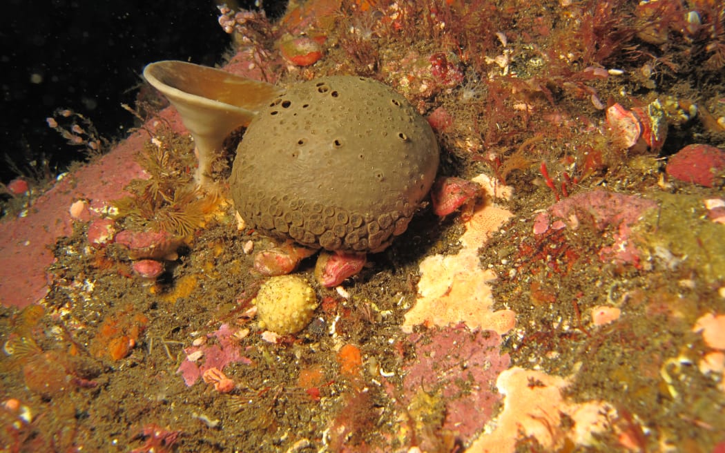Marine biologist excited by discovery of new sponges New Zealand